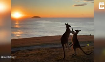 【暁の決闘】喧嘩をするカンガルー、「日の出」に「海岸」とそのシチュエーションがまるで映画
