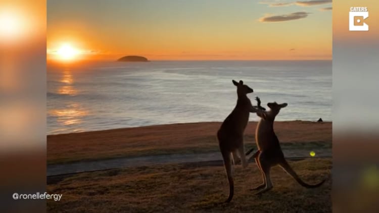 【暁の決闘】喧嘩をするカンガルー、「日の出」に「海岸」とそのシチュエーションがまるで映画