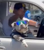 サングラスをして車の窓から身を乗り出すイカすワンコ。サービスも旺盛！