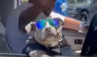 サングラスをして車の窓から身を乗り出すイカすワンコ。サービスも旺盛！