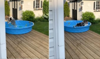 「わ~い!楽しい~!!」プールではしゃぐワンコ。・・・だけどそのプール何か足りなくない?