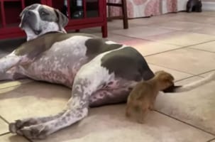 【ワンコのしっぽVS子犬】子犬のハムハム攻撃とまったく気にしないワンコ