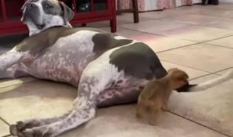 【ワンコのしっぽVS子犬】子犬のハムハム攻撃とまったく気にしないワンコ