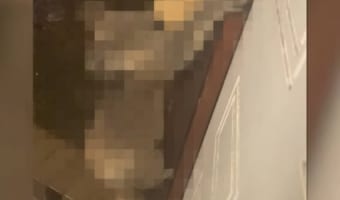 ガサゴソと音がするので玄関を開けてみると・・・そこには珍獣としてを知られる「人気者の姿」が!!
