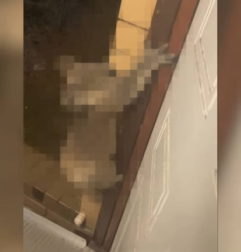 ガサゴソと音がするので玄関を開けてみると・・・そこには珍獣としてを知られる「人気者の姿」が！！