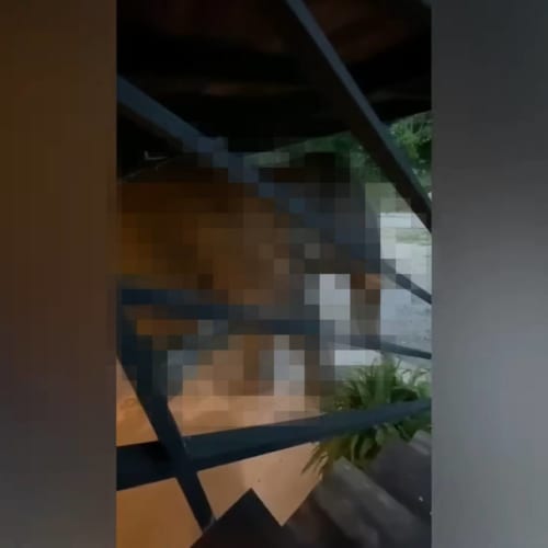 「おじゃましま～す」ジャングルから珍客がお家にやってきた！