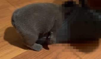 見ると一瞬ギョッとなる?子犬が寝てしまった想定外な場所とは?