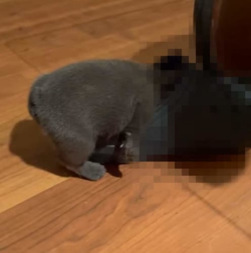 見ると一瞬ギョッとなる？子犬が寝てしまった想定外な場所とは？