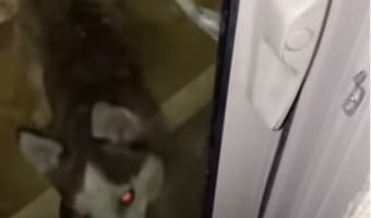 【珍事】愛犬に鍵を閉められてベランダに締め出された！焦る飼い主に、まさかの奇跡が！