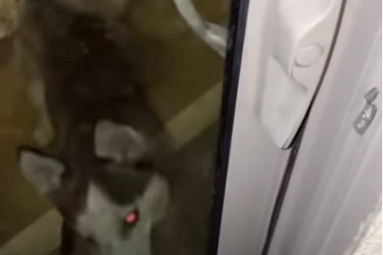 【珍事】愛犬に鍵を閉められてベランダに締め出された！焦る飼い主に、まさかの奇跡が！