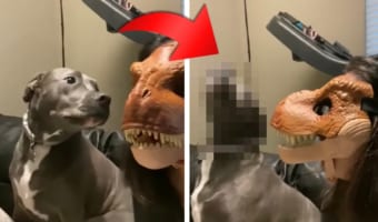 【愛犬ドッキリ】飼い主が恐竜のマスクを被ったら、ワンコたちの反応が面白かった!