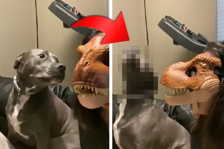 【愛犬ドッキリ】飼い主が恐竜のマスクを被ったら、ワンコたちの反応が面白かった！