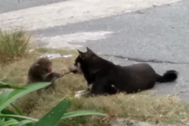 ことわざの意味変えないとね！これが真の『犬猿の仲』ってやつですよ！！