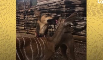 孤児の赤ちゃんカモシカを可愛がる保護犬、愛おしさが溢れてキス攻撃が止まらない!