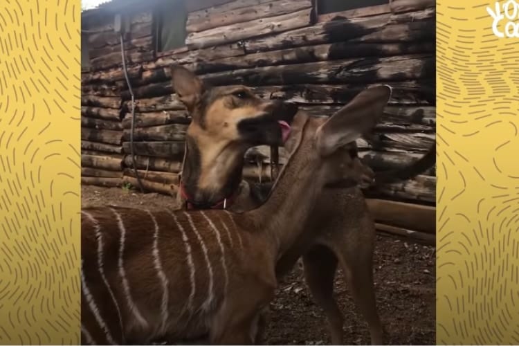 孤児の赤ちゃんカモシカを可愛がる保護犬、愛おしさが溢れてキス攻撃が止まらない！