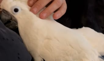 【あらまあ!】飼い主さんに体を預けるオウム、苦しんでいるのかと思いきや・・・そういうことだったのね!