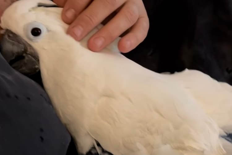 【あらまあ！】飼い主さんに体を預けるオウム、苦しんでいるのかと思いきや・・・そういうことだったのね！