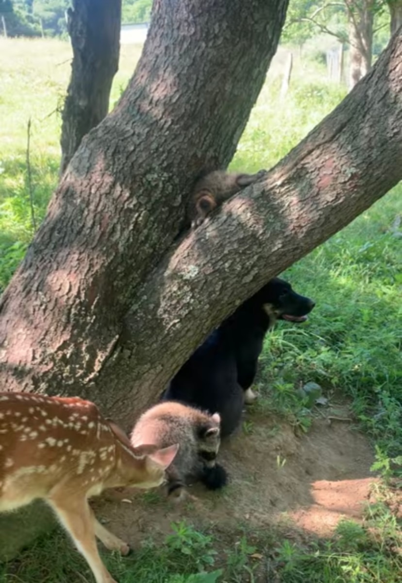 まるでおとぎ話の世界みたい！子犬と小鹿とアライグマが一緒になって遊んでいます