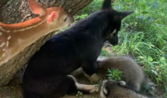 まるでおとぎ話の世界みたい！子犬と小鹿とアライグマが一緒になって遊んでいます