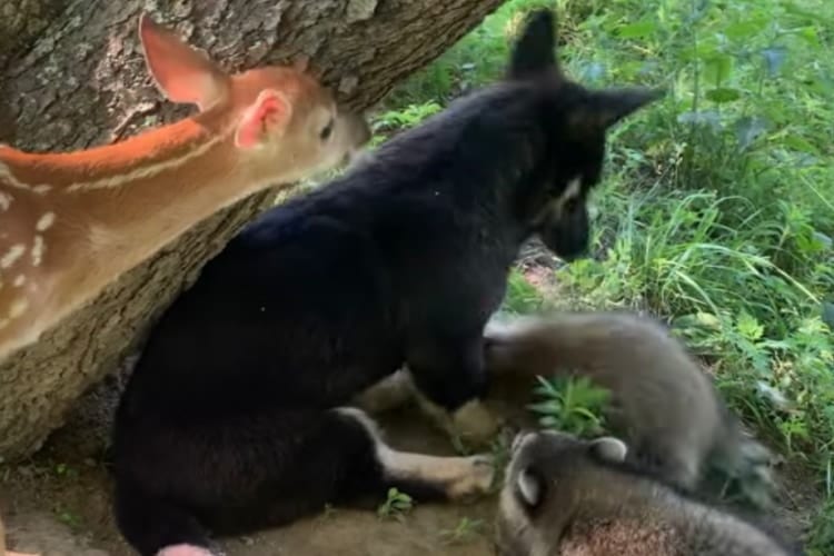 まるでおとぎ話の世界みたい！子犬と小鹿とアライグマが一緒になって遊んでいます