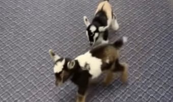 こんなところで?!飼い主さんに連れられて『意外な場所』を散歩する子ヤギたちがかわいすぎる