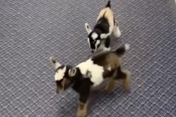 こんなところで？！飼い主さんに連れられて『意外な場所』を散歩する子ヤギたちがかわいすぎる