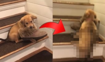 飼い主さんの靴を奪い階段を上って逃げる子犬。しかし、小さな体には重すぎて・・・