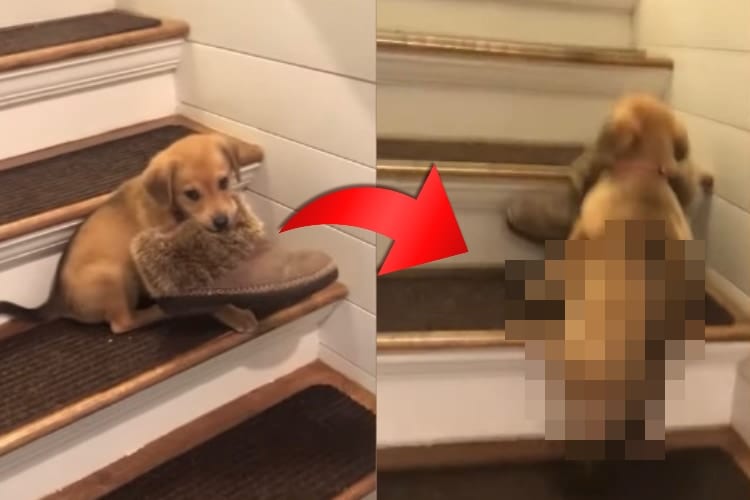 飼い主さんの靴を奪い階段を上って逃げる子犬。しかし、小さな体には重すぎて･･･