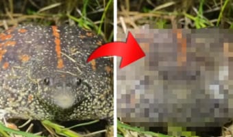 希少な「メキシコジムグリガエル」、このカエル鳴き方のクセが強い!