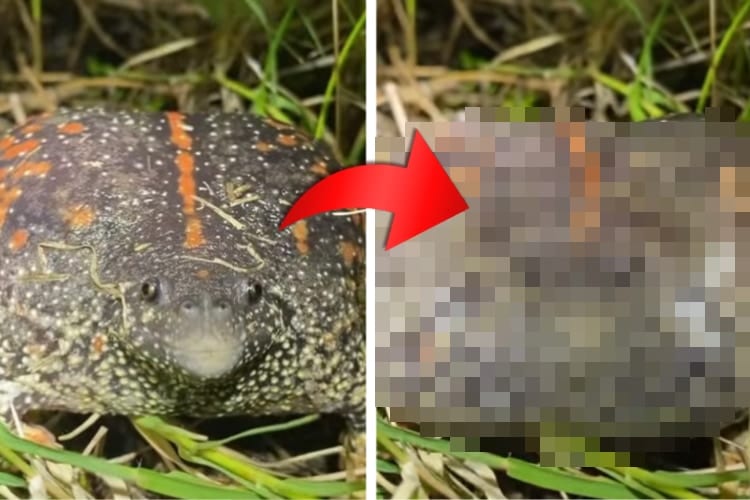 希少な「メキシコジムグリガエル」、このカエル鳴き方のクセが強い！