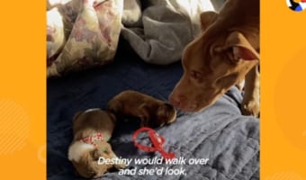 見たことない小さな子犬たちに戸惑うワンコ、その態度が次第に変化する様子に感動