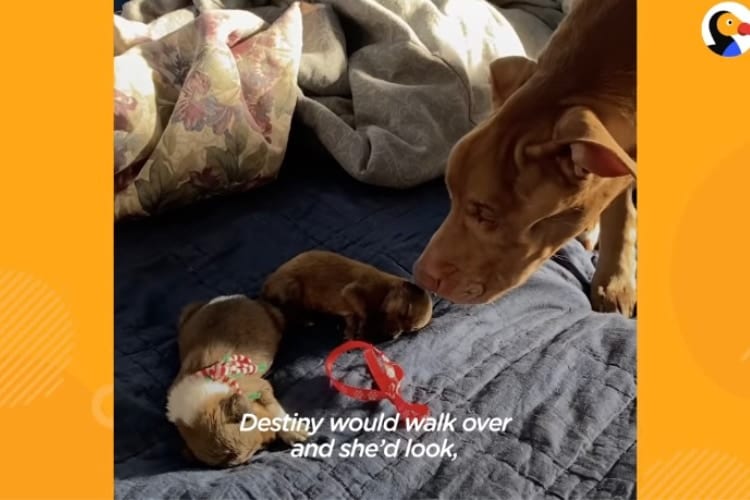 見たことない小さな子犬たちに戸惑うワンコ、その態度が次第に変化する様子に感動