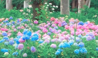 「それはまるで夢の中の風景だった」色とりどりの紫陽花を映した写真が、幻想的でうっとり!