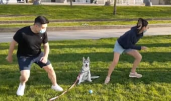 「どっちも選べないよおおお」パパとママ、どちらへ駆けて行くか決められなくて困惑するワンコが愛おしい