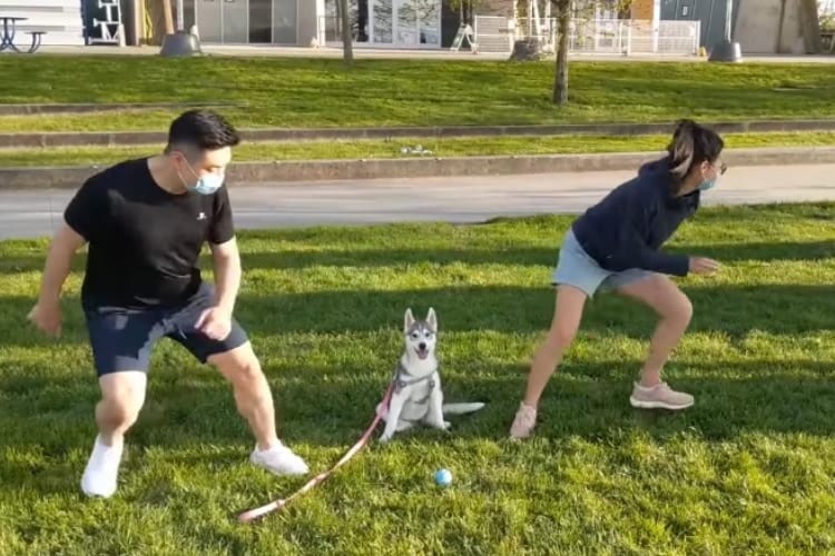 「どっちも選べないよおおお」パパとママ、どちらへ駆けて行くか決められなくて困惑するワンコが愛おしい