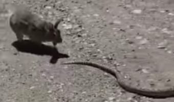 ウサギだってやる時はやるんです!ヘビをコテンパンに返り討ちにする武闘派ウサギが見つかる