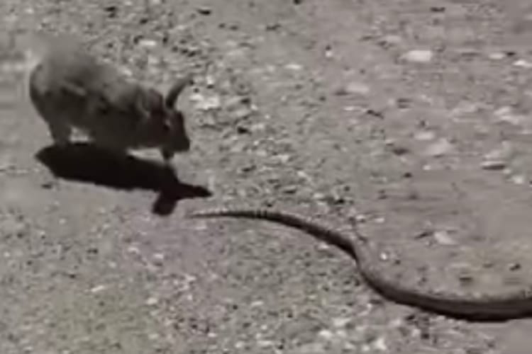 ウサギだってやる時はやるんです！ヘビをコテンパンに返り討ちにする武闘派ウサギが見つかる