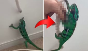 なんてかわいらしい動き！目の前のロープを掴みたいカメレオンさん、飼い主がロープを近づけると・・・