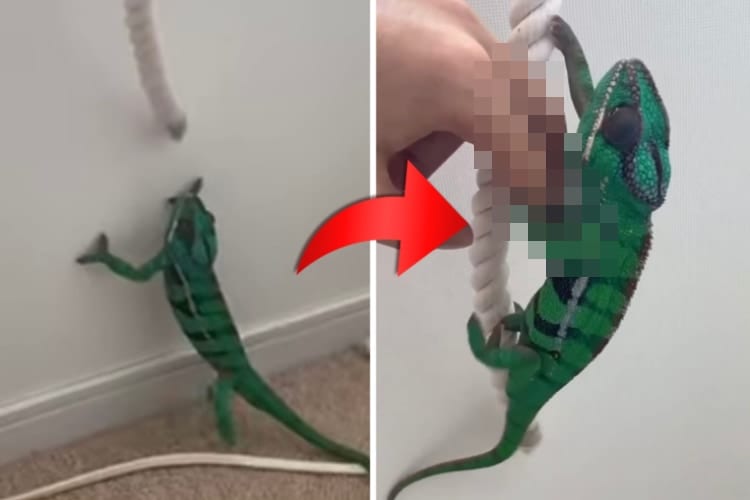 なんてかわいらしい動き！目の前のロープを掴みたいカメレオンさん、飼い主がロープを近づけると・・・