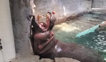 もどかしい・・・。吊るされたリンゴを上手に食べられないカバさんと、それを応援する人たち