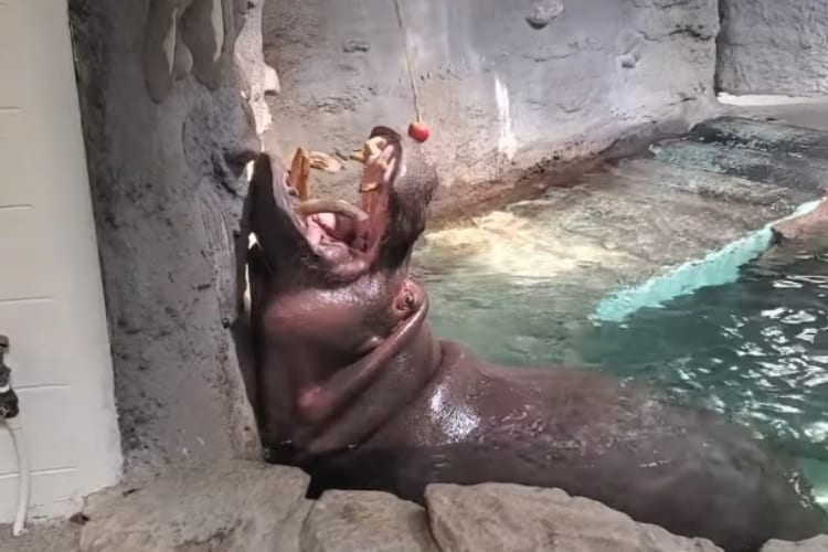 もどかしい・・・。吊るされたリンゴを上手に食べられないカバさんと、それを応援する人たち