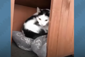 家猫ではなく野良猫を選んだニャンコ、お世話してくれる男性を毎朝職場でお迎え