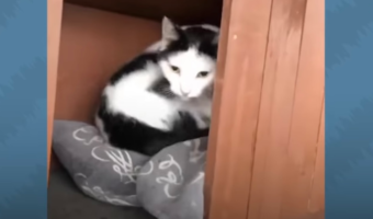 家猫ではなく野良猫を選んだニャンコ、お世話してくれる男性を毎朝職場でお迎え