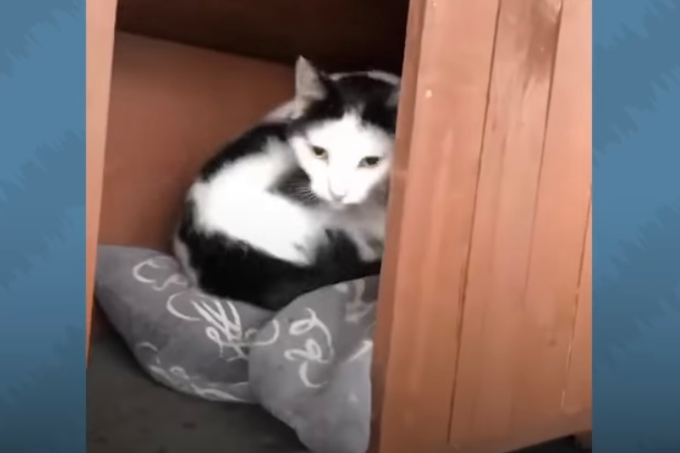 家猫ではなく野良猫を選んだニャンコ、お世話してくれる男性を毎朝職場でお迎え