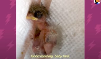 生まれたばかりの小鳥のヒナを人の手でお世話。羽ばたくまでの成長記録に感動!