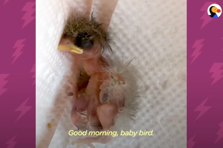 生まれたばかりの小鳥のヒナを人の手でお世話。羽ばたくまでの成長記録に感動！
