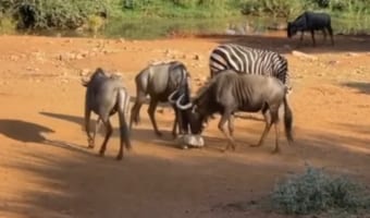 たぶんこれがヌーの世界で最新のトレンド。「かごめかごめ」をしているような姿が目撃される!