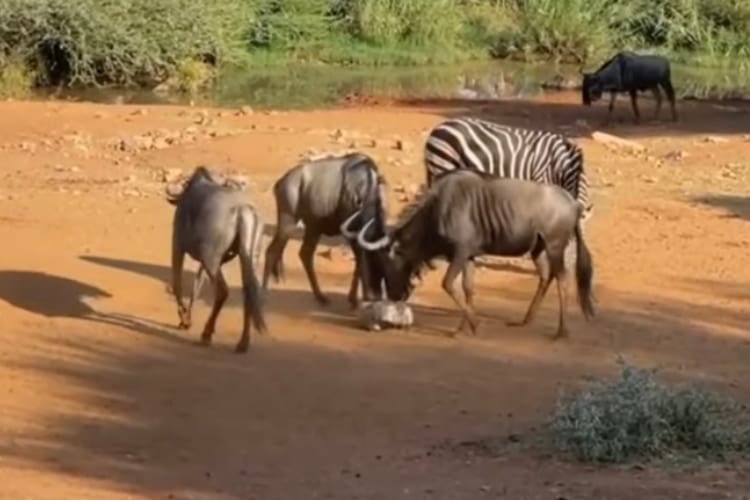 たぶんこれがヌーの世界で最新のトレンド。「かごめかごめ」をしているような姿が目撃される！