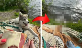 一休みしようとしただけなのに・・・。この後ワンコの身におきた不幸に申し訳ないけど笑ってしまった！