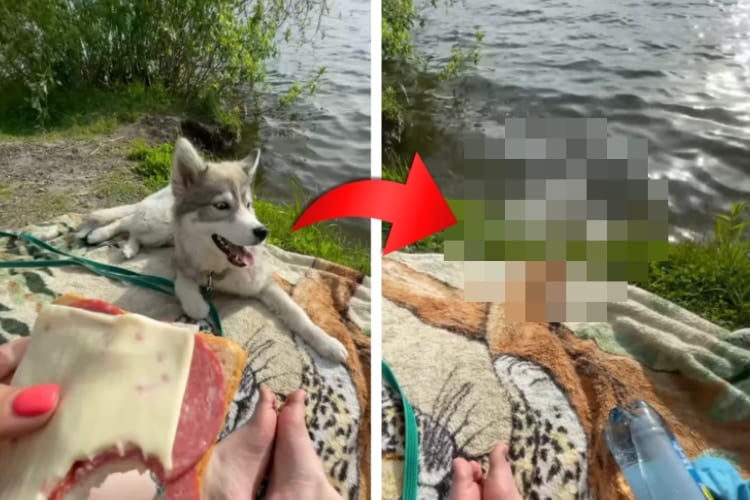 一休みしようとしただけなのに・・・。この後ワンコの身におきた不幸に申し訳ないけど笑ってしまった！